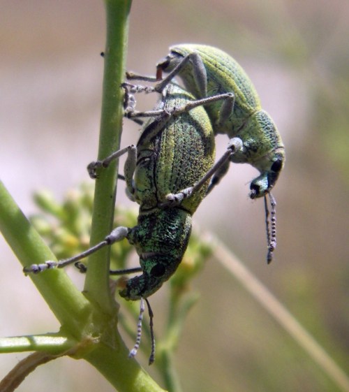 Spagna: La regione  de Monegros, paradiso entomologico